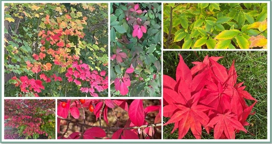 Collage of fall leaves